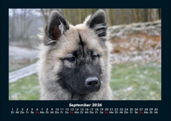 Produktbild: Hundezauber 2026 Fotokalender DIN A4