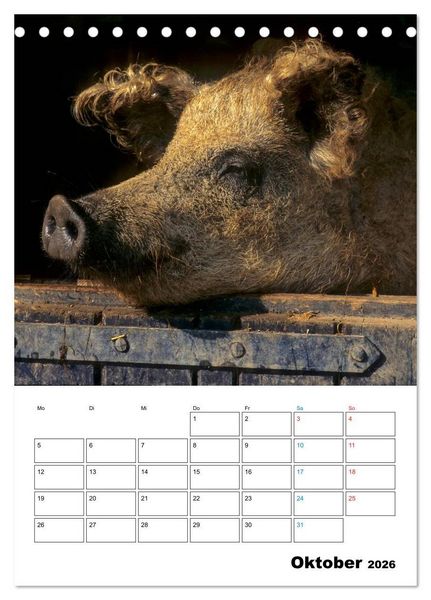 Produktbild: Schweine 2026 (Tischkalender 2026 DIN A5 hoch), CALVENDO Monatskalender