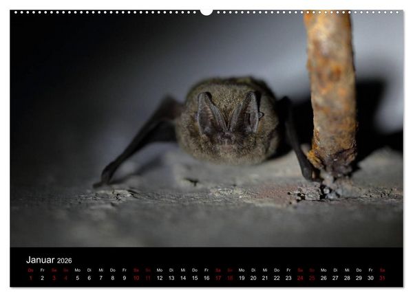 Produktbild: Flederm&auml;use - J&auml;ger der Nacht (hochwertiger Premium Wandkalender 2026 DIN A2 quer), Kunstdruck in Hochglanz