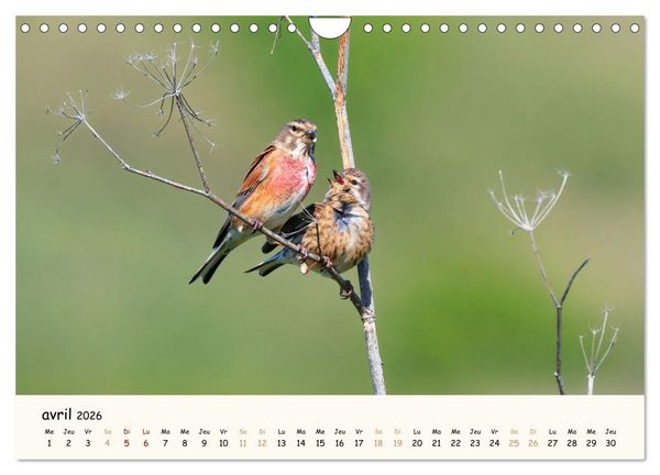 Produktbild: Chuchotements d'ailes - Une ann&eacute;e dans l'intimit&eacute; des oiseaux (Calendrier mural 2026 DIN A4 vertical), CALVENDO calendrier mensuel