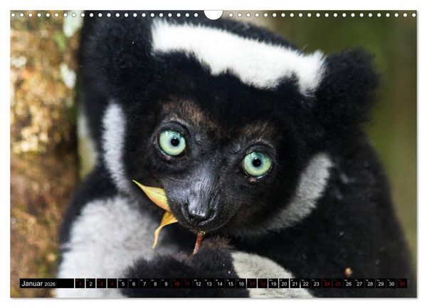Produktbild: Lemuren Portraits (Wandkalender 2026 DIN A3 quer), CALVENDO Monatskalender