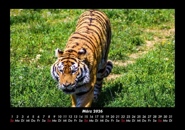 Produktbild: Tiger 2026 Fotokalender DIN A3