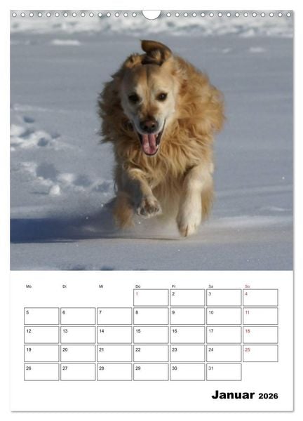 Produktbild: Gl&uuml;cklicher Golden Retriever (Wandkalender 2026 DIN A3 hoch), CALVENDO Monatskalender