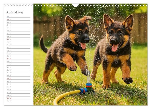 Produktbild: Sch&auml;ferhundliebe - Deine t&auml;gliche Dosis Welpenfreude &ndash; ganz ohne Gassi. (Wandkalender 2026 DIN A3 quer), CALVENDO Monatskalender