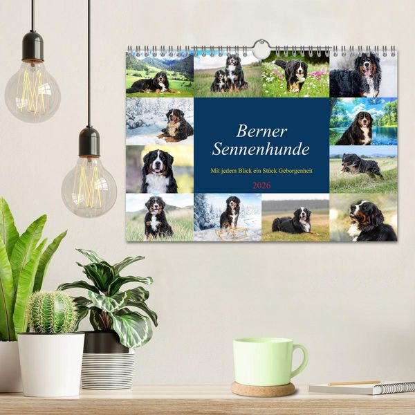 Produktbild: Berner Sennenhunde - Mit jedem Blick ein St&uuml;ck Geborgenheit (Wandkalender 2026 DIN A4 quer), CALVENDO Monatskalender