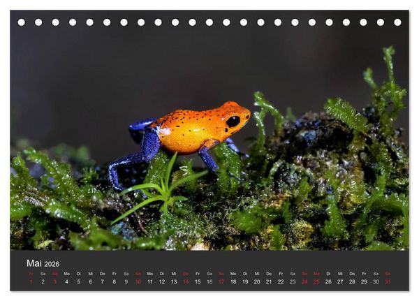 Produktbild: Costa Rica tierisch gut 2026 (Tischkalender 2026 DIN A5 quer), CALVENDO Monatskalender