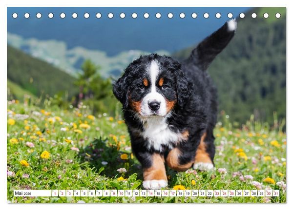 Produktbild: Berner Sennenhunde - Freunde f&uuml;r ein ganzes Leben (Tischkalender 2026 DIN A5 quer), CALVENDO Monatskalender