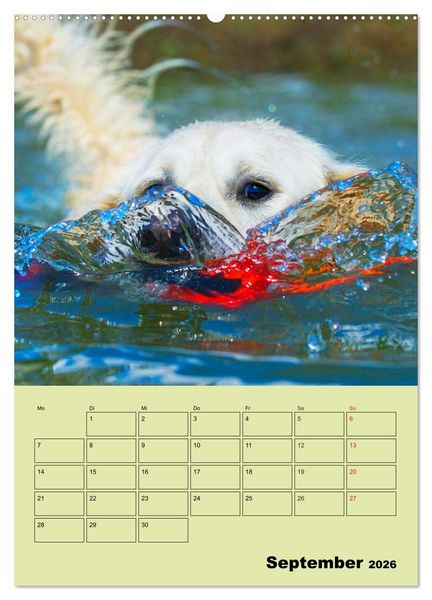 Produktbild: Jahresplaner Golden Retriever (hochwertiger Premium Wandkalender 2026 DIN A2 hoch), Kunstdruck in Hochglanz