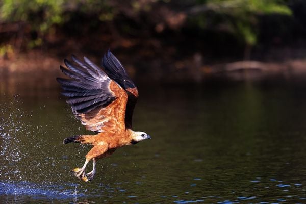 Produktbild: Pantanal