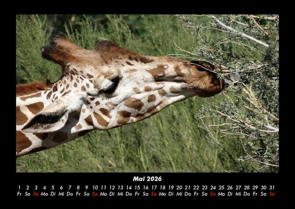 Produktbild: Giraffen 2026 Fotokalender DIN A3