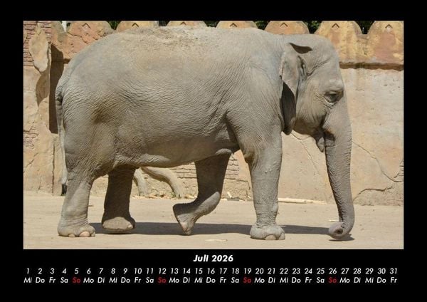 Produktbild: Elefanten - Die sanften Riesen Afrikas 2026 Fotokalender DIN A3
