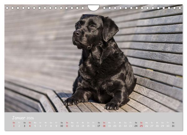 Produktbild: Liebenswerter Labrador 2026 (Wandkalender 2026 DIN A4 quer), CALVENDO Monatskalender