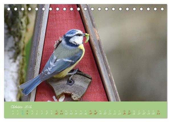 Produktbild: Die Blaumeise, Gast in unserem Garten (Tischkalender 2026 DIN A5 quer), CALVENDO Monatskalender