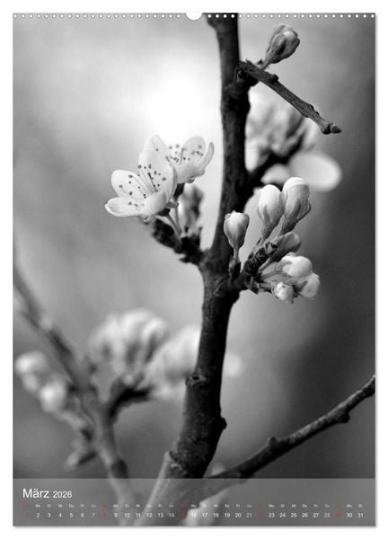 Produktbild: Monochrome Bl&uuml;ten - In Schwarz-Wei&szlig; Bildern durch das Jahr (Wandkalender 2026 DIN A2 hoch), CALVENDO Monatskalender