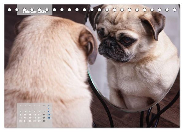 Produktbild: Lillie Mopsgetier - mopsfidel durchs Jahr (Tischkalender 2026 DIN A5 quer), CALVENDO Monatskalender