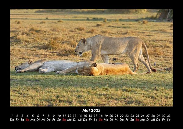 Produktbild: L&ouml;wen in der Wildnis 2025 Fotokalender DIN A3