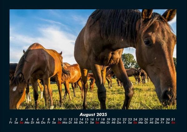 Produktbild: Pferdegefl&uuml;ster 2025 Fotokalender DIN A4