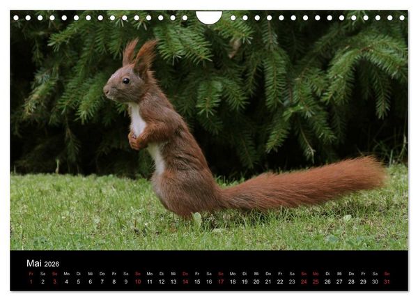 Produktbild: Artist im Garten. Das Eichh&ouml;rnchen (Wandkalender 2026 DIN A4 quer), CALVENDO Monatskalender