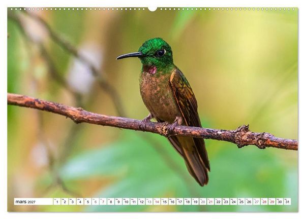 Produktbild: Colibris - pierres pr&eacute;cieuses volantes (Calendrier mural haut de gamme 2027 DIN A2 vertical), CALVENDO calendrier mensuel