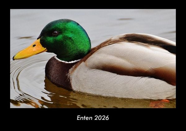 Produktbild: Enten 2026 Fotokalender DIN A3