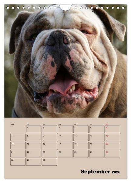 Produktbild: Bulldoggen-Gesichter (Wandkalender 2026 DIN A4 hoch), CALVENDO Monatskalender