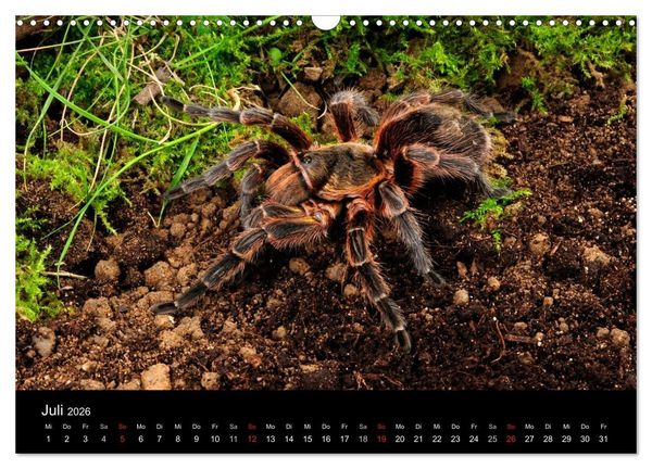 Produktbild: Vogelspinnen - Tarantulas (Wandkalender 2026 DIN A3 quer), CALVENDO Monatskalender