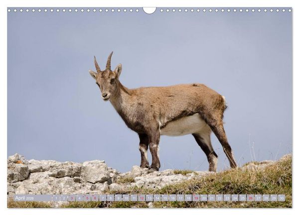 Produktbild: Steinwild am Pilatus (Wandkalender 2026 DIN A3 quer), CALVENDO Monatskalender