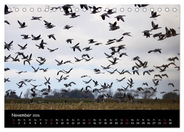 Produktbild: Schrei der Wildg&auml;nse (Tischkalender 2026 DIN A5 quer), CALVENDO Monatskalender
