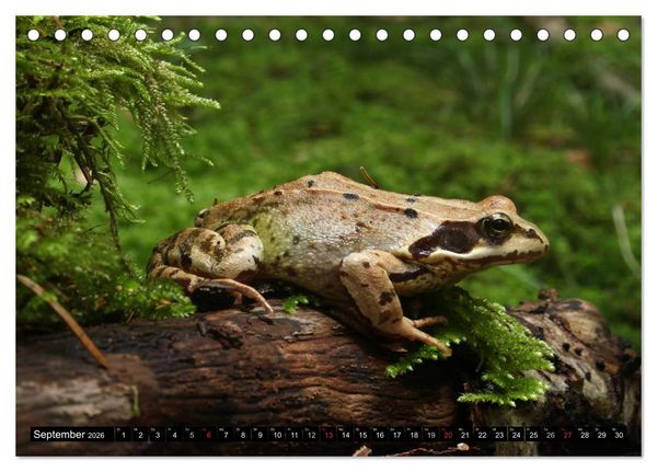 Produktbild: Salamander und Co. (Tischkalender 2026 DIN A5 quer), CALVENDO Monatskalender