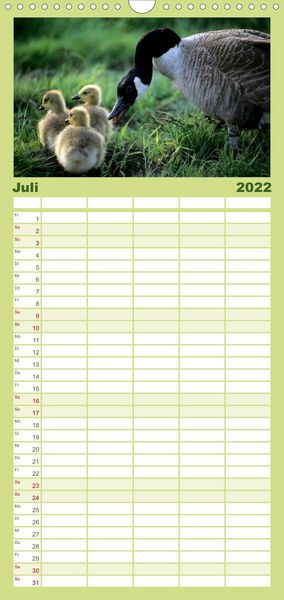 Produktbild: KANADA-GANS - Der 'hupende' Vogel - Familienplaner hoch (Wandkalender 2022 , 21 cm x 45 cm, hoch)