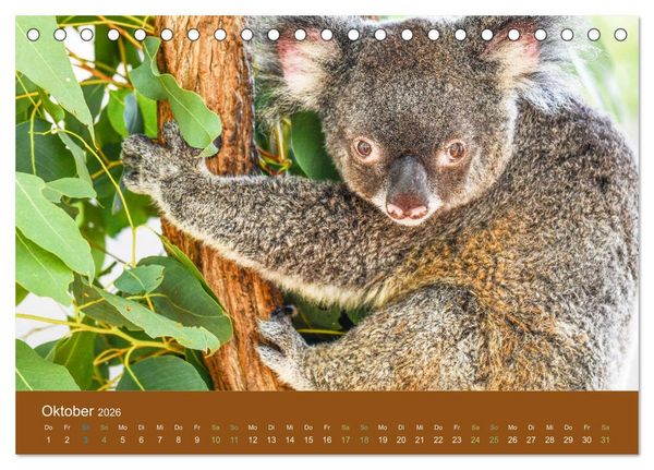 Produktbild: Koalas, putzige Gesellen (Tischkalender 2026 DIN A5 quer), CALVENDO Monatskalender