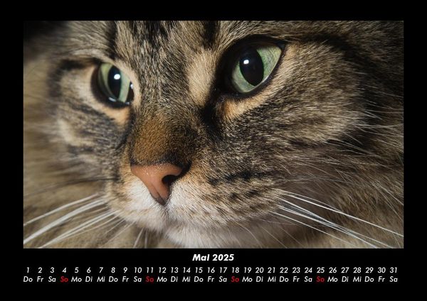 Produktbild: F&uuml;r Katzenfreunde 2025 Fotokalender DIN A3