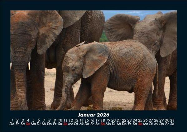Produktbild: Elefanten 2026 Fotokalender DIN A5