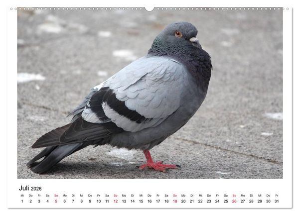 Produktbild: Geliebte Tauben (Wandkalender 2026 DIN A2 quer), CALVENDO Monatskalender