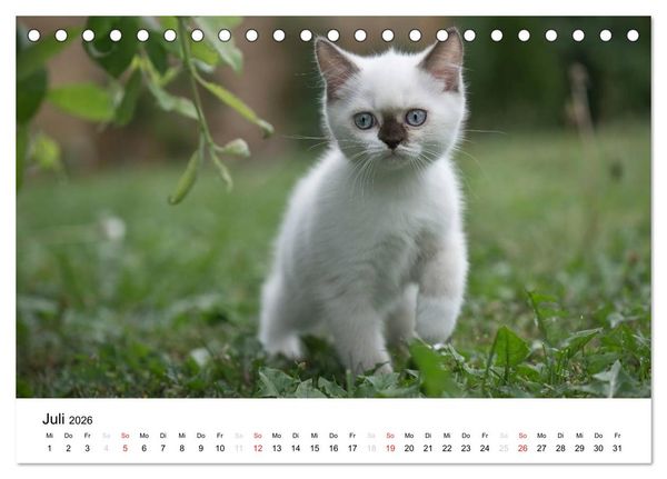 Produktbild: Briten B&auml;rchen &ndash; Britsch Kurzhaar 2026 (Tischkalender 2026 DIN A5 quer), CALVENDO Monatskalender