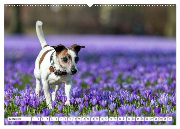 Produktbild: Jack Russell - Klein, aber oho! (Wandkalender 2026 DIN A2 quer), CALVENDO Monatskalender