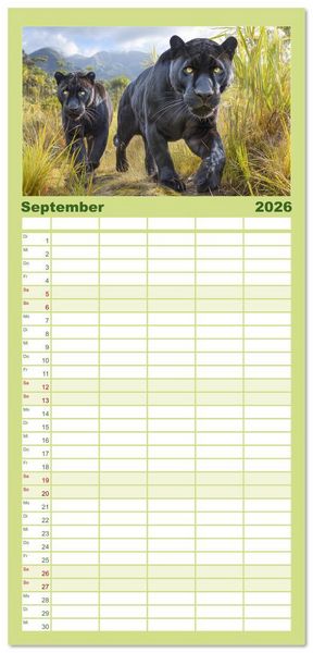Produktbild: Familienplaner 2026 - Schwarze Panther. Geheimnisvolle Schatten der Wildnis mit 5 Spalten (Wandkalender, 21 x 45 cm) CALVENDO