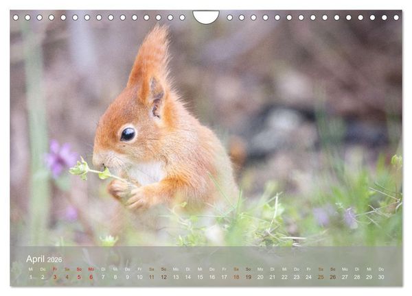 Produktbild: Bezaubernde Eichh&ouml;rnchen (Wandkalender 2026 DIN A4 quer), CALVENDO Monatskalender