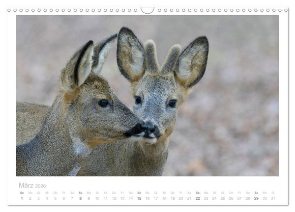 Produktbild: Rehwild 2026 (Wandkalender 2026 DIN A3 quer), CALVENDO Monatskalender