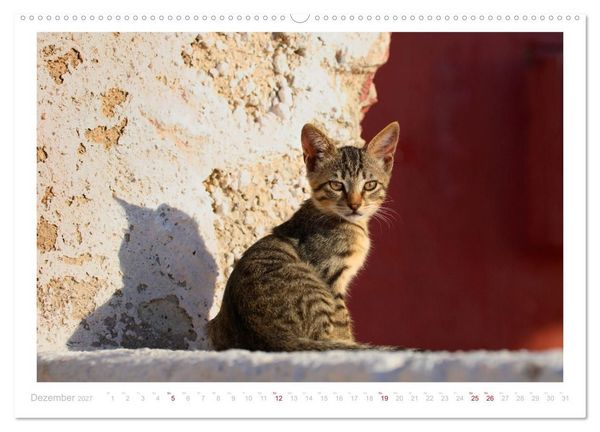 Produktbild: Inselkatzen (hochwertiger Premium Wandkalender 2027 DIN A2 quer), Kunstdruck in Hochglanz