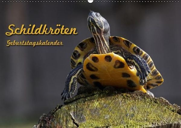 Produktbild: Schildkr&ouml;ten Geburtstagskalender (Wandkalender immerw&auml;hrend DIN A2 quer)