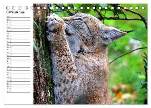 Produktbild: Der Luchs - Der J&auml;ger auf leisen Pfoten (Tischkalender 2026 DIN A5 quer), CALVENDO Monatskalender