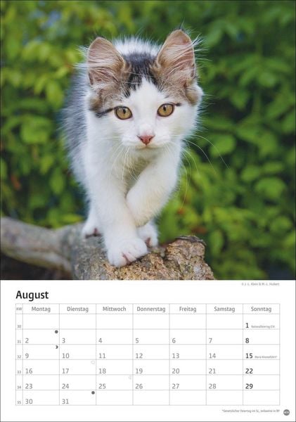 Produktbild: Katzen Kalender 2027