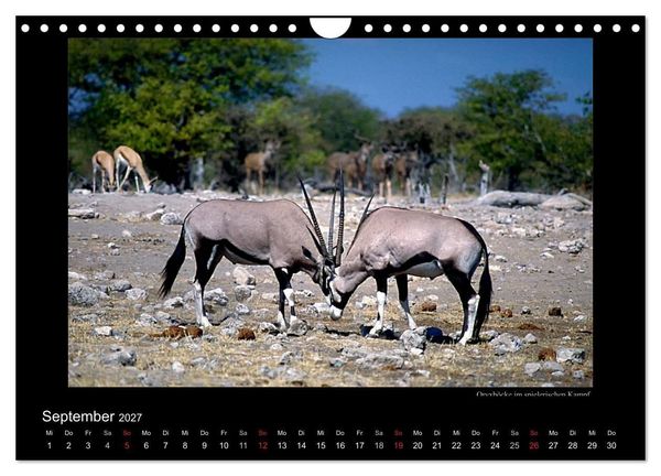 Produktbild: Wildtiere im Etosha Nationalpark (Wandkalender 2027 DIN A4 quer), CALVENDO Monatskalender