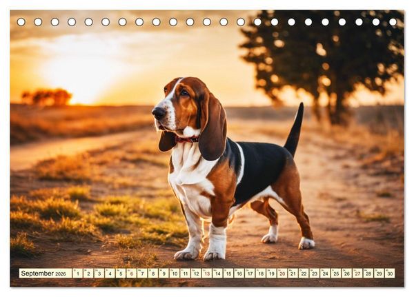 Produktbild: Basset Hound - unverkennbar (Tischkalender 2026 DIN A5 quer), CALVENDO Monatskalender