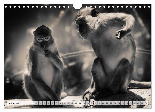 Produktbild: Wilde Tiere in schwarz-wei&szlig; (Wandkalender 2026 DIN A4 quer), CALVENDO Monatskalender