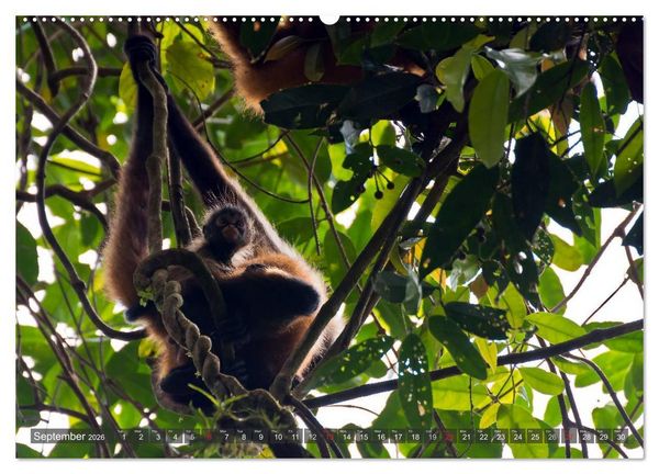 Produktbild: Amazing Costa Rica (High Quality Premium Wall Calendar 2026 DIN A2 landscape),CALVENDO 12 Month Wall Calendar