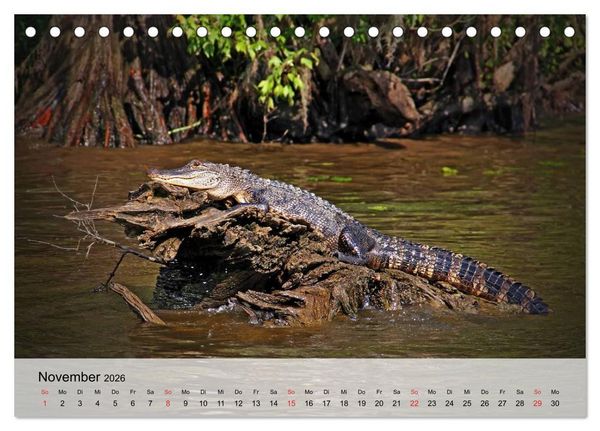 Produktbild: Gro&szlig;e Echsen. Krokodile und Alligatoren (Tischkalender 2026 DIN A5 quer), CALVENDO Monatskalender