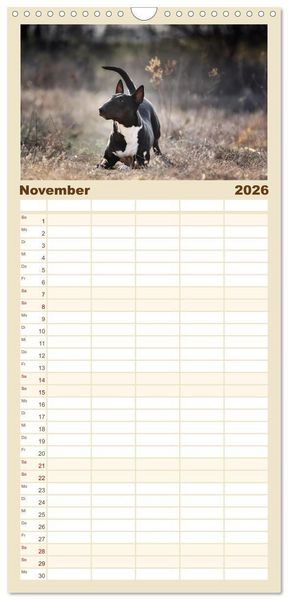 Produktbild: Familienplaner 2026 - Bullterrier - charmante Herzensbrecher mit 5 Spalten (Wandkalender, 21 x 45 cm) CALVENDO