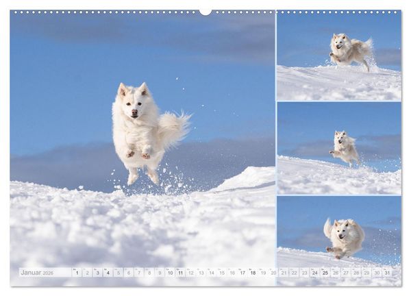 Produktbild: Mein fliegender Isl&auml;nder (Wandkalender 2026 DIN A2 quer), CALVENDO Monatskalender